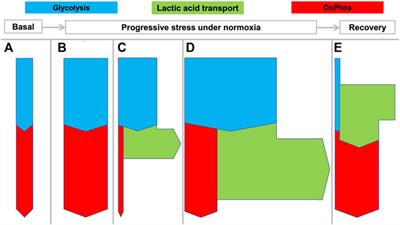 Low Cancer Incidence in Naked Mole-Rats May Be Related to Their Inability to Express the Warburg Effect